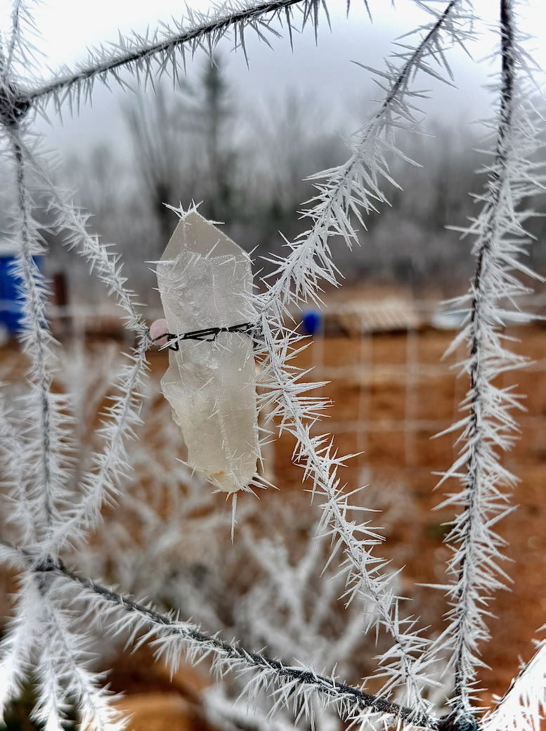 Dera 2026 - Bill Hammes ice crystals.jpeg