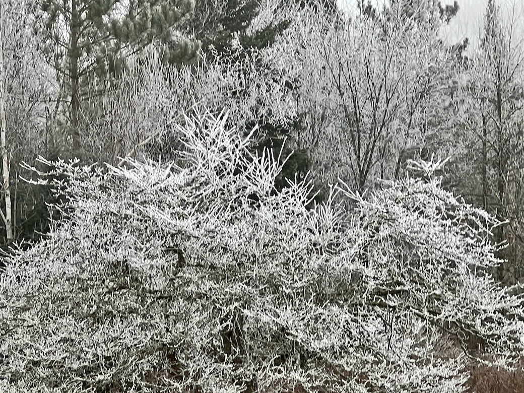 Dera 2026 - snow scenes (1).jpeg